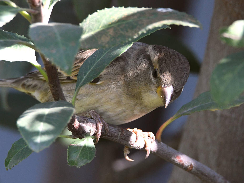 Sparrow4.jpg