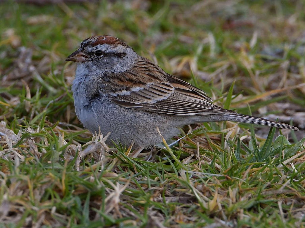 Sparrow4.jpg