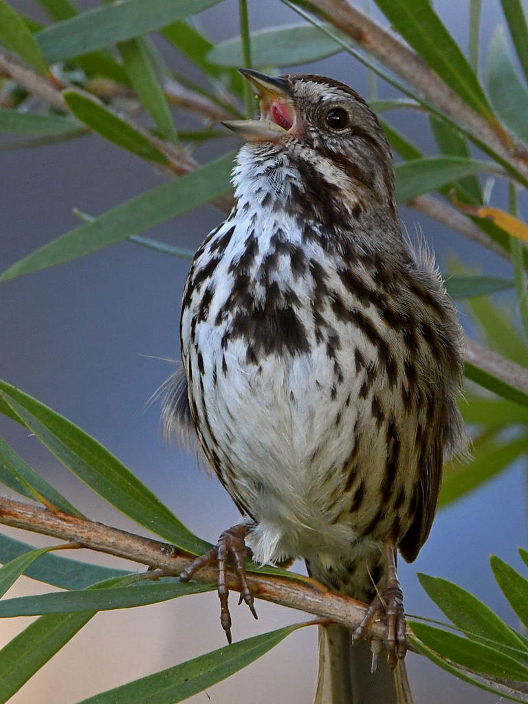 Sparrow4.jpg