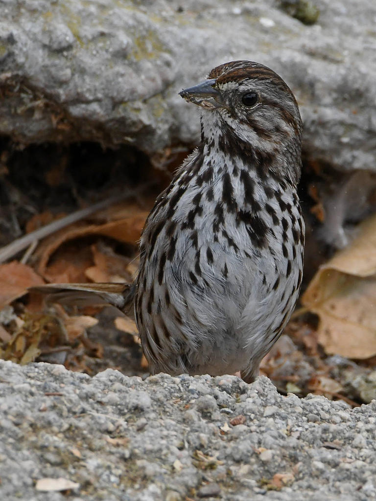 Sparrow4.jpg
