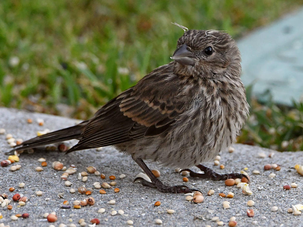 Sparrow4.jpg
