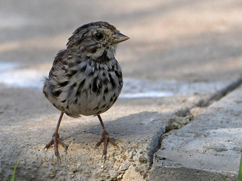 Sparrow4.jpg
