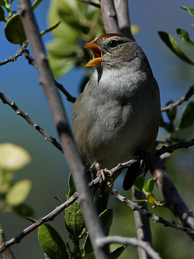 Sparrow4.jpg