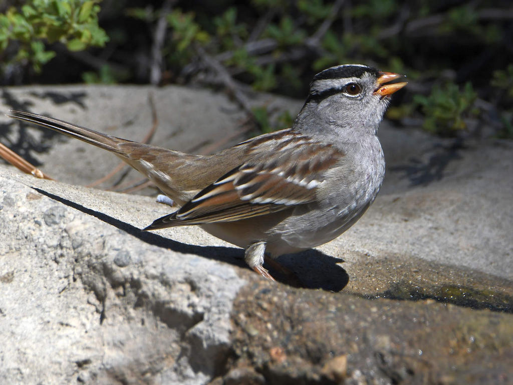 Sparrow4.jpg