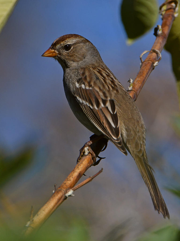 Sparrow4.jpg