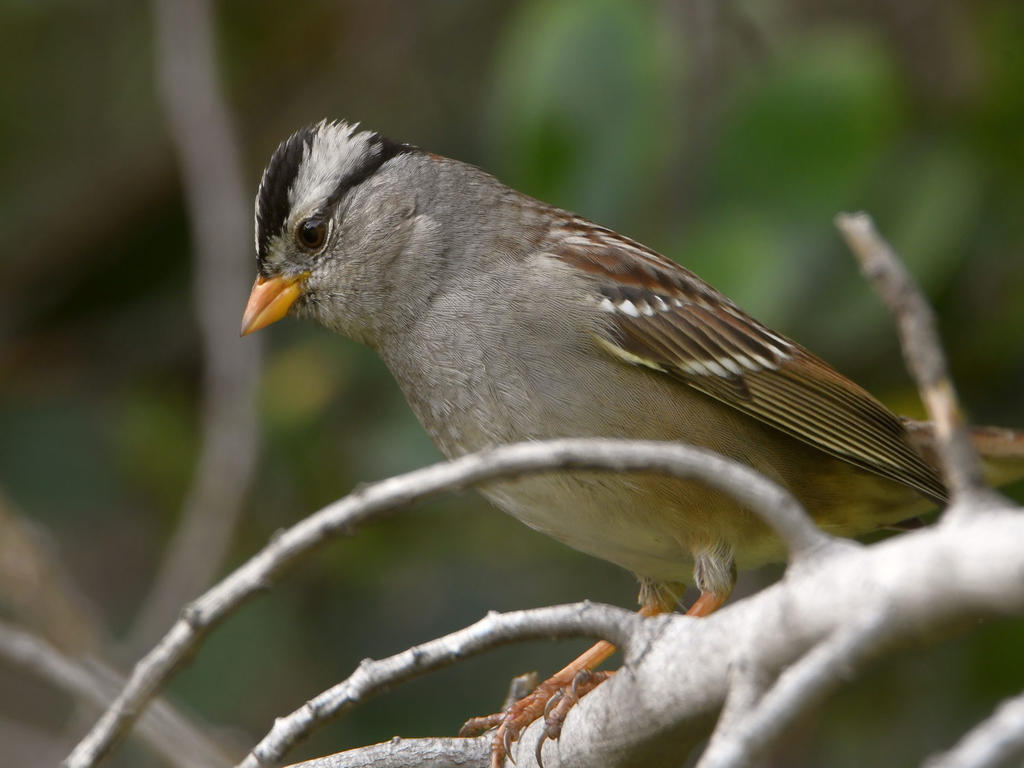 Sparrow4.jpg