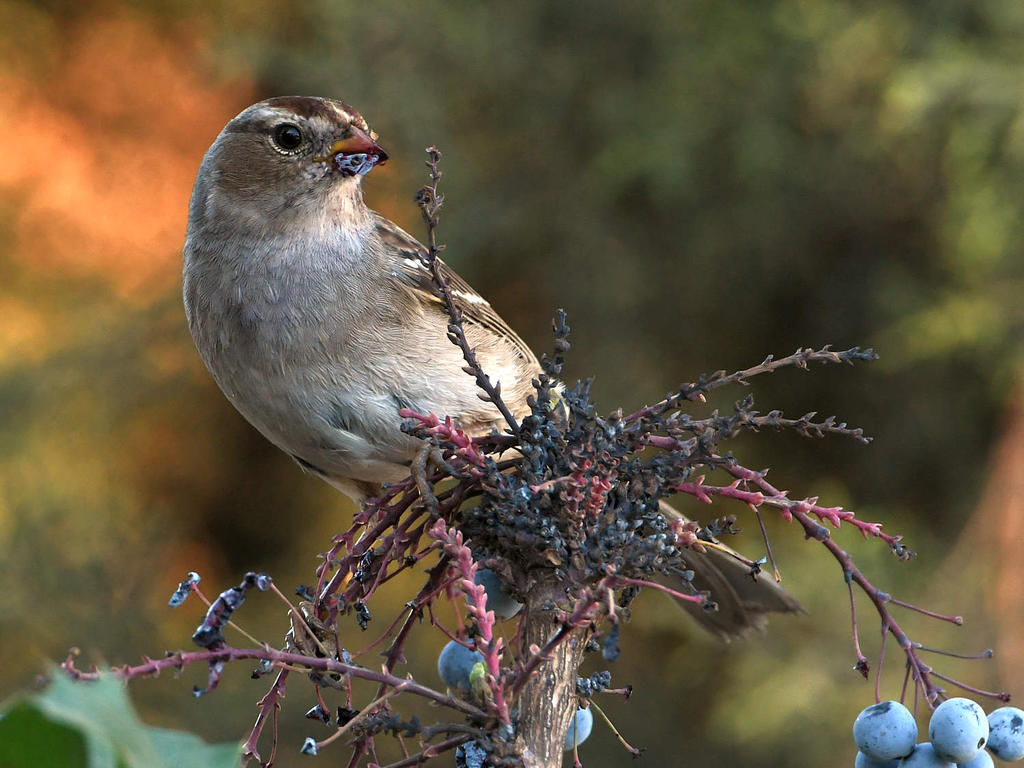 Sparrow4.jpg