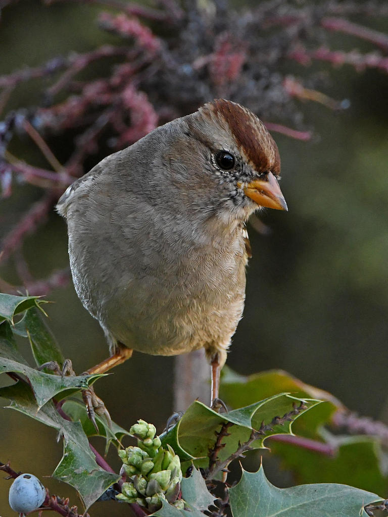 Sparrow4.jpg