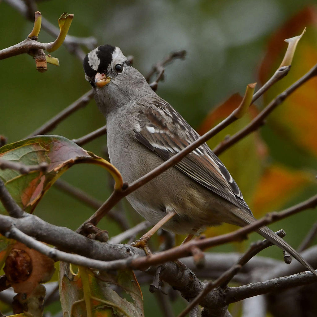 Sparrow4.jpg