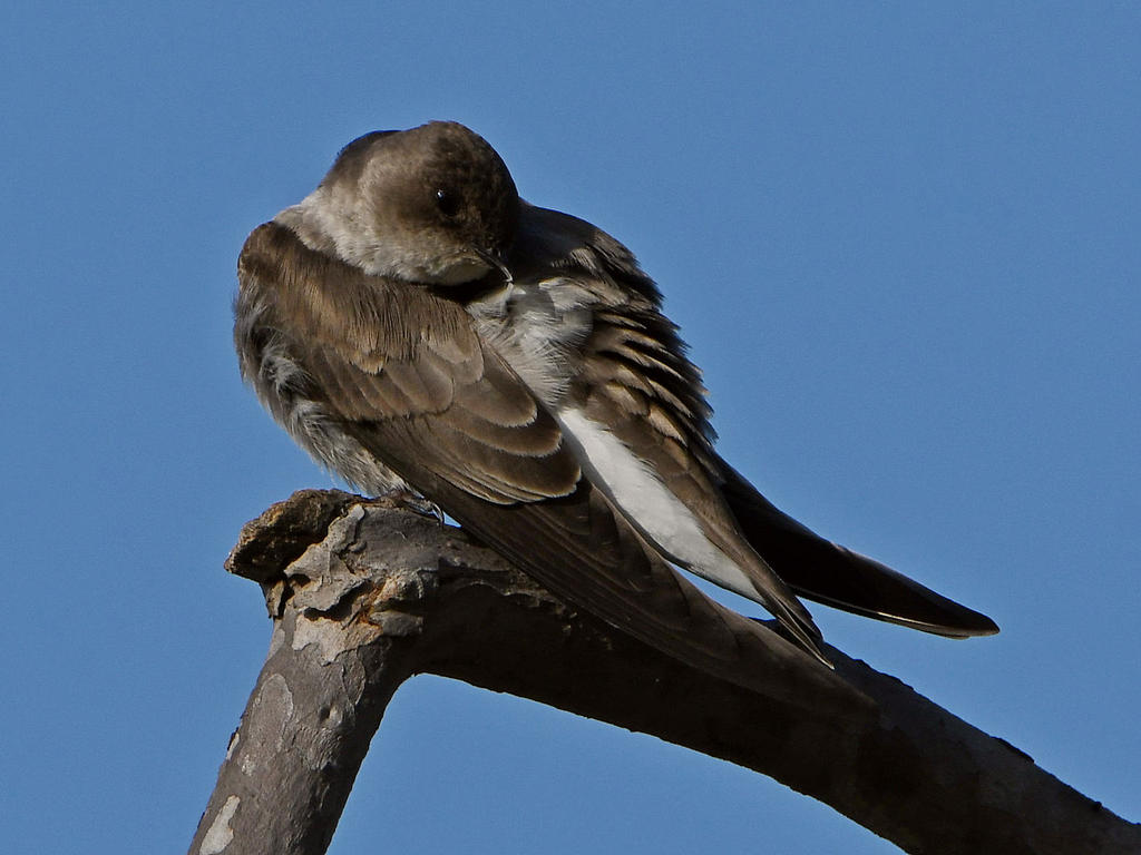 Sparrow4.jpg