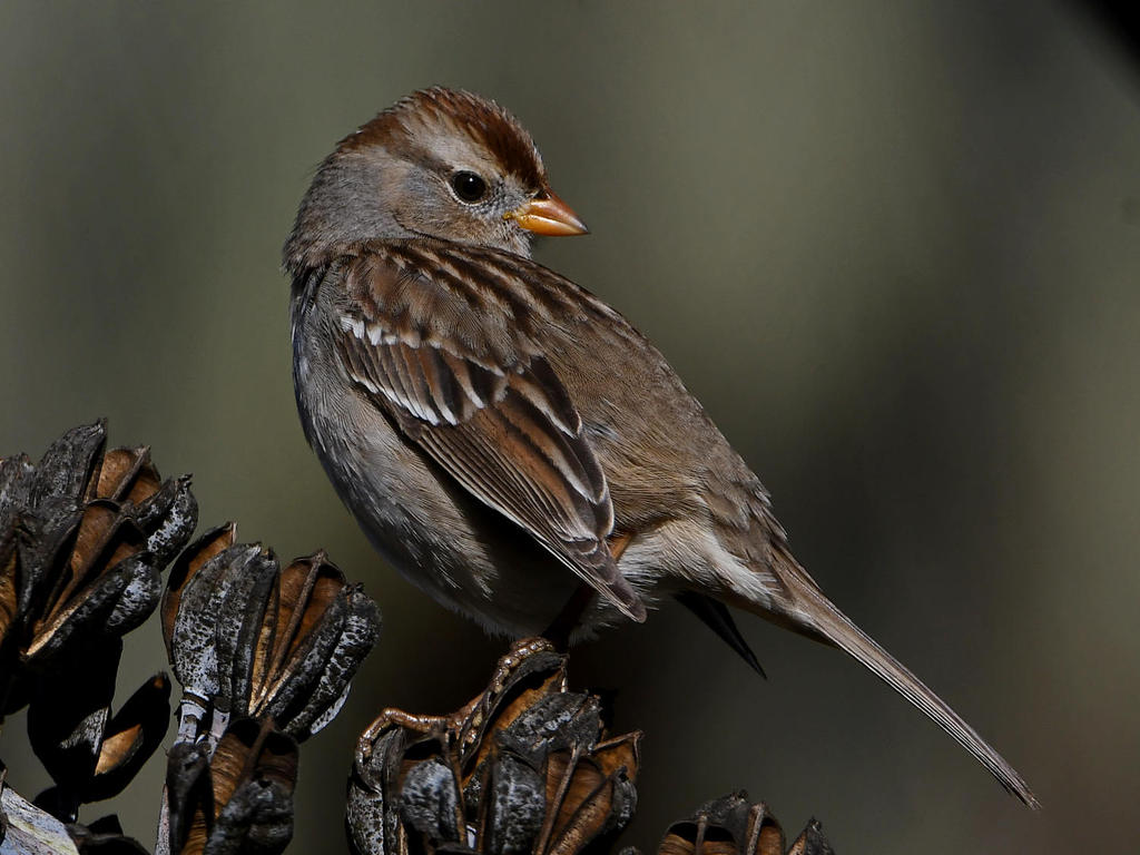 Sparrow4.jpg