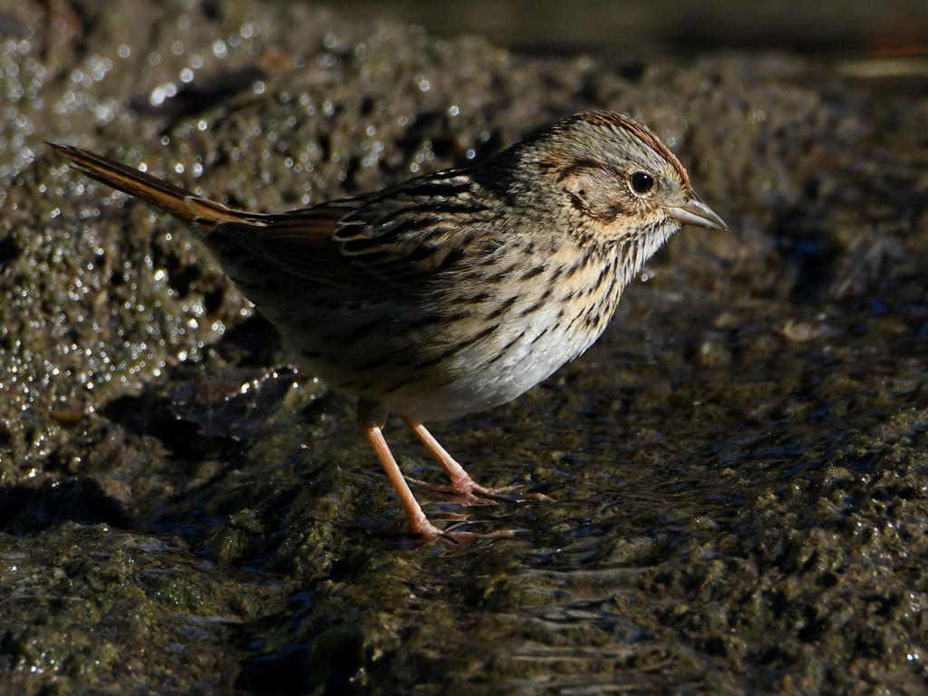 Sparrow4.jpg