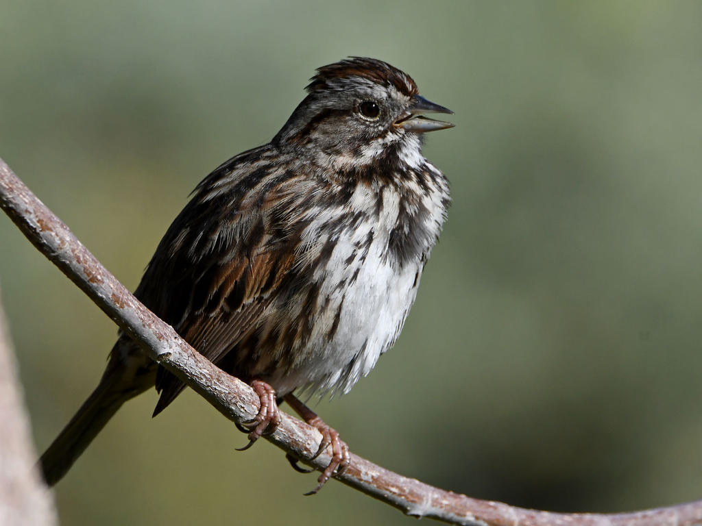Sparrow4.jpg