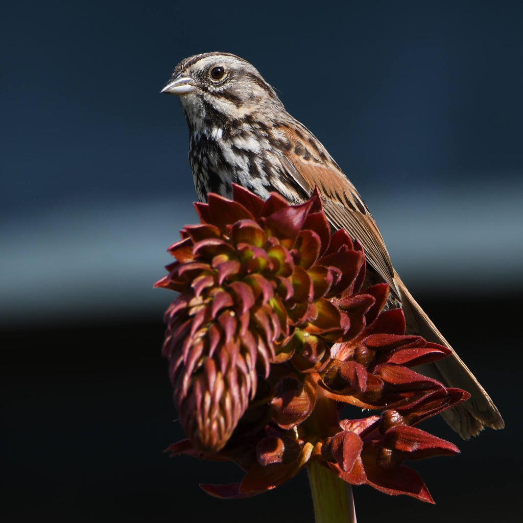 Sparrow4.jpg
