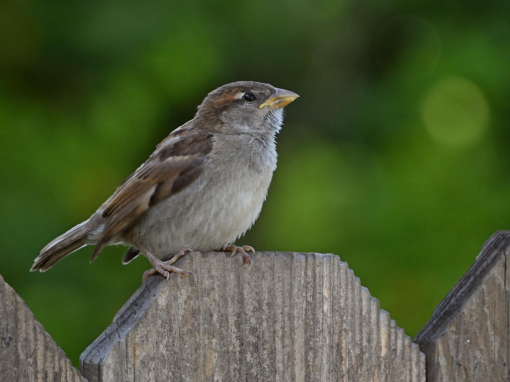 Sparrow4.jpg