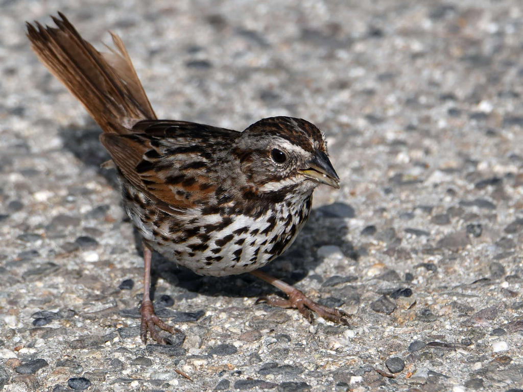 Sparrow4.jpg