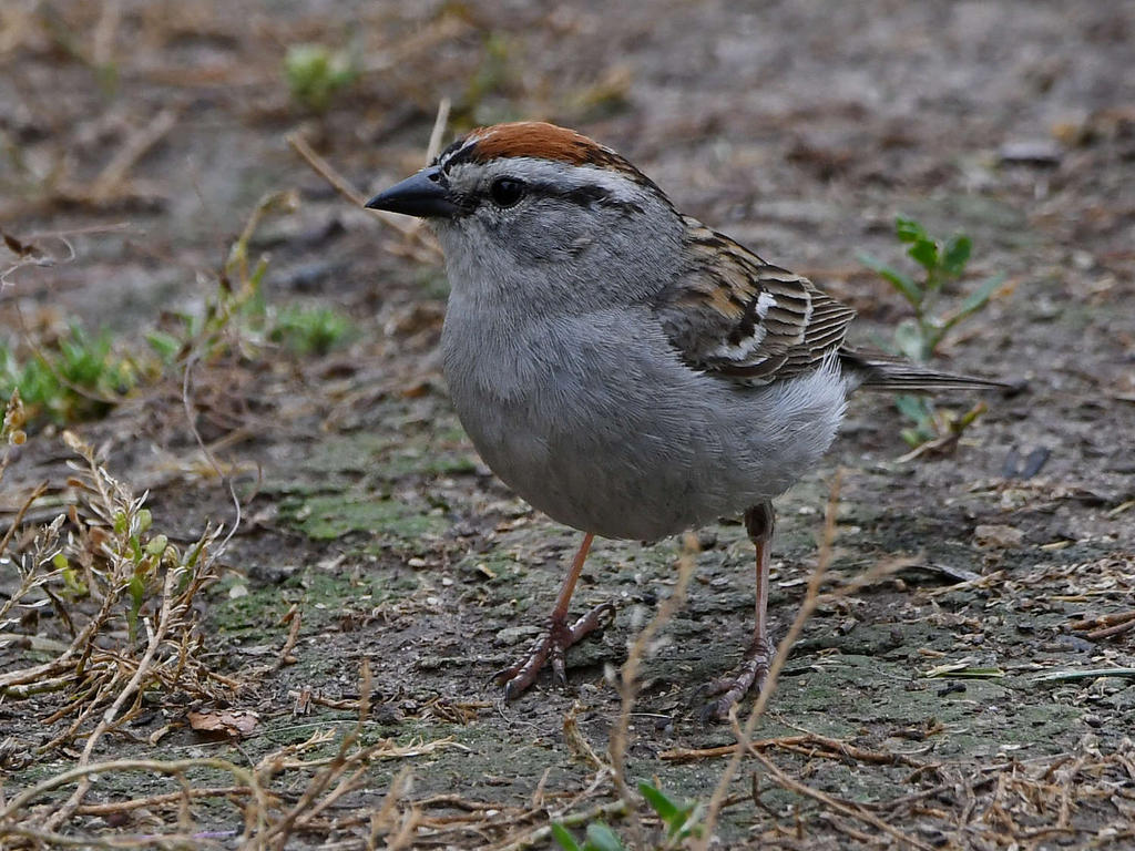 Sparrow4.jpg