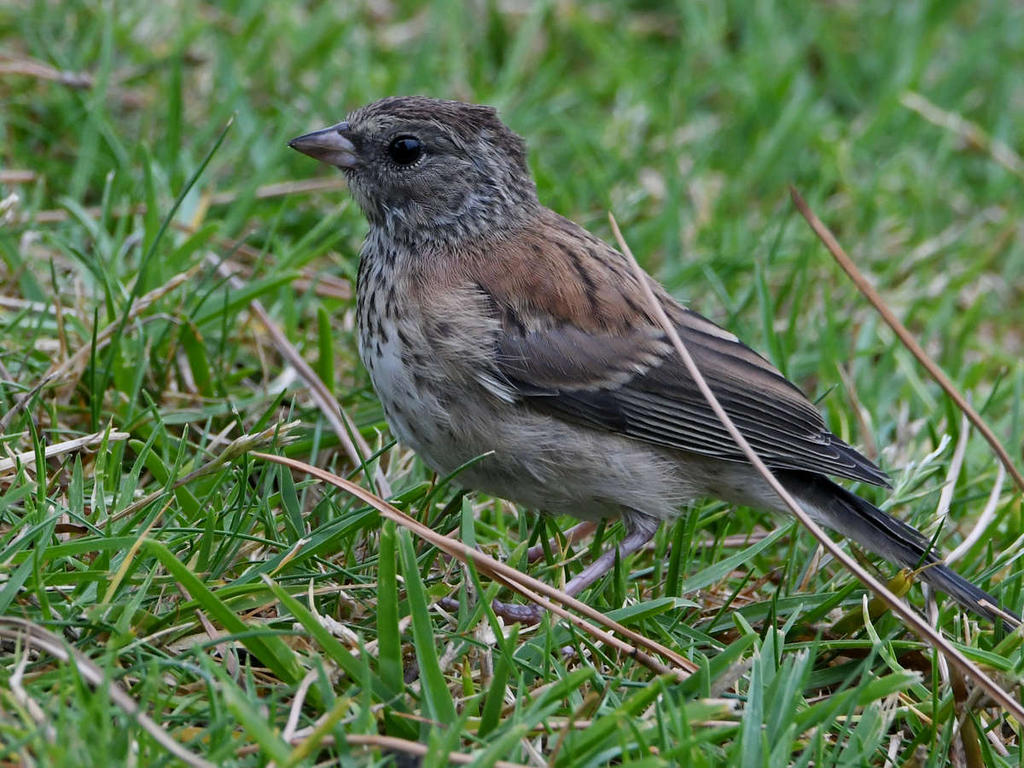Sparrow4.jpg