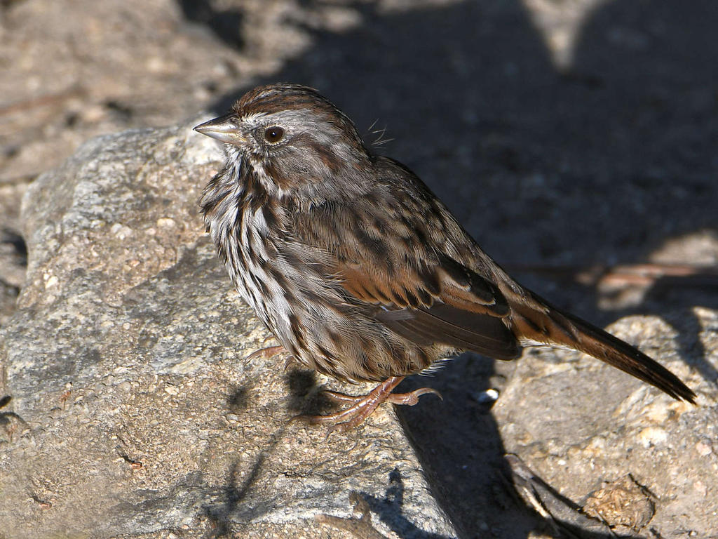 Sparrow4.jpg