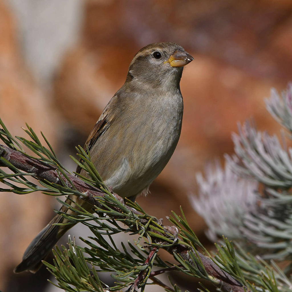 Sparrow4.jpg