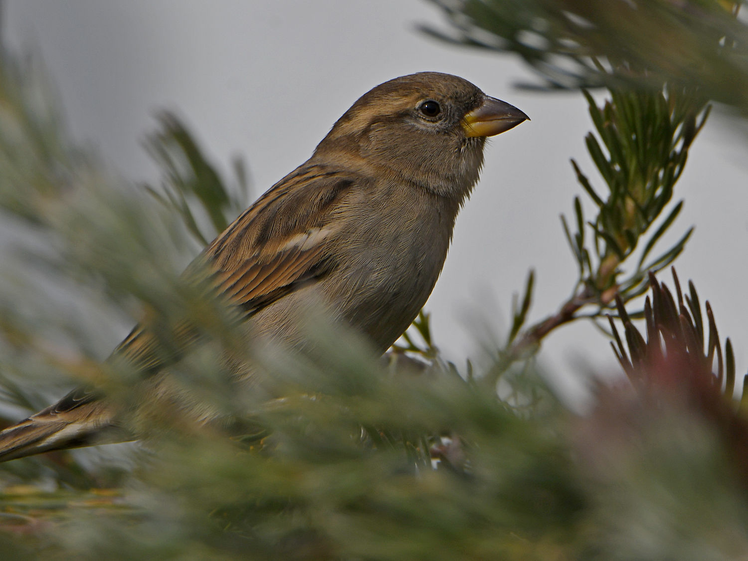 Sparrow4.jpg