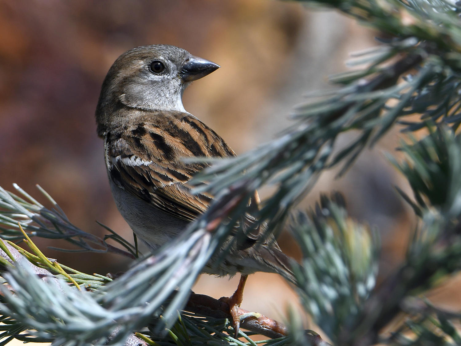 Sparrow4.jpg