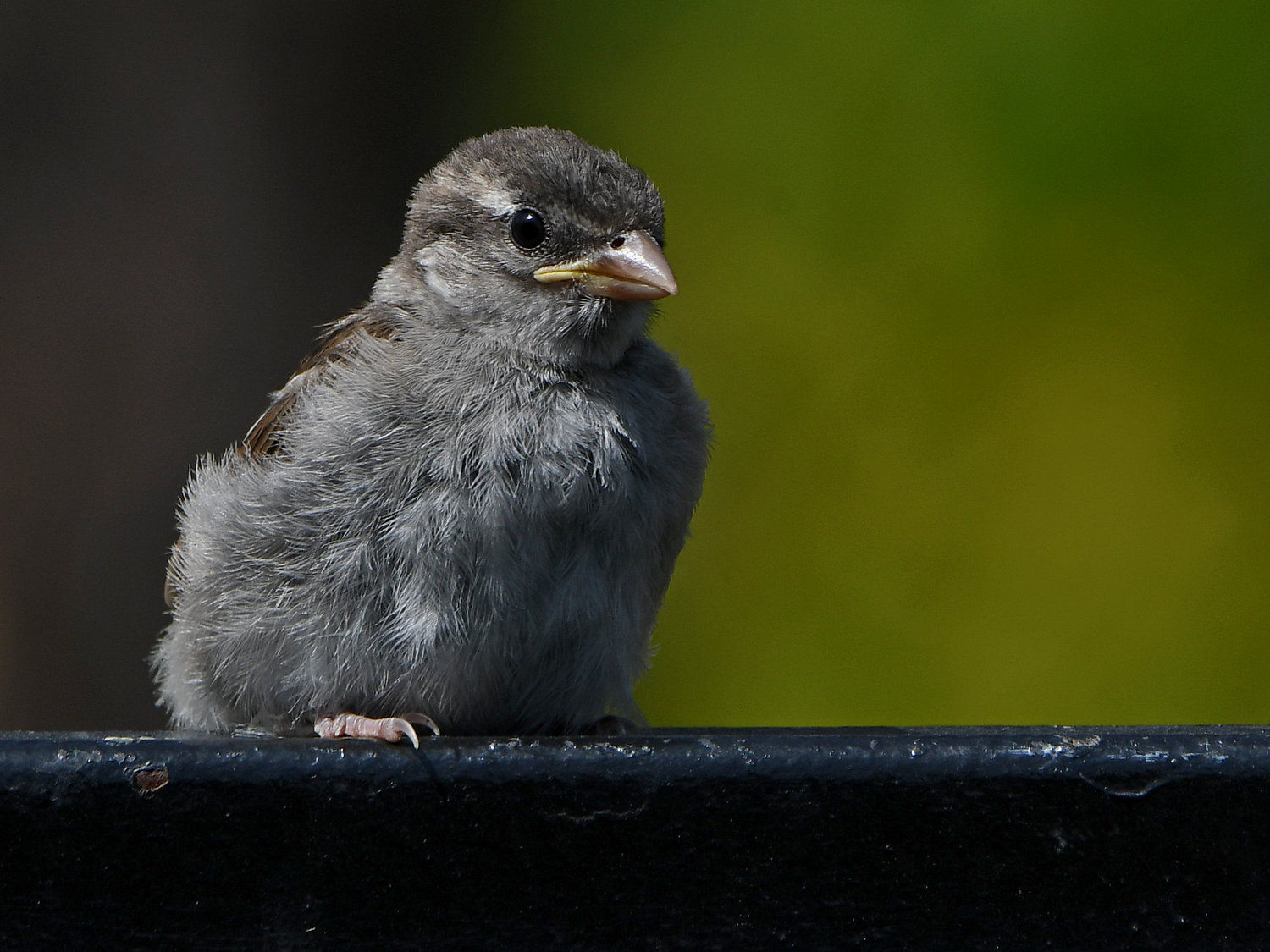 Sparrow4.jpg