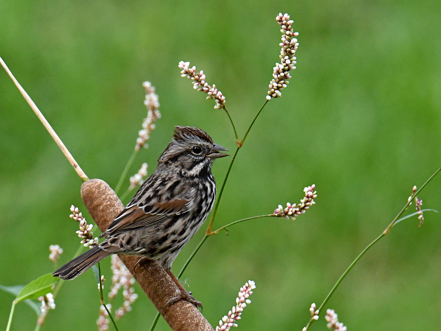 Sparrow4.jpg