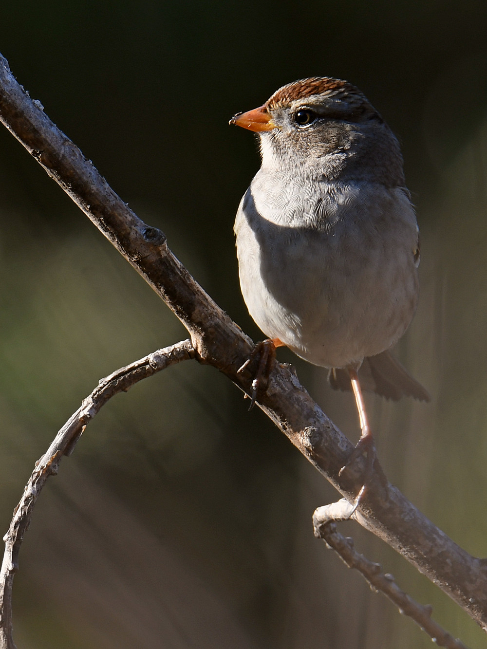 Sparrow4.jpg
