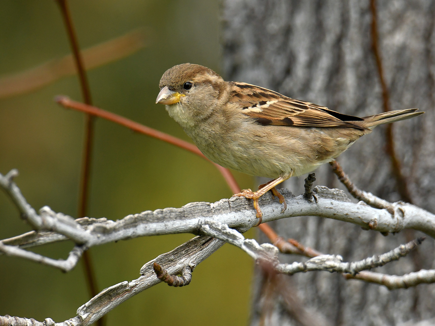 Sparrow4.jpg