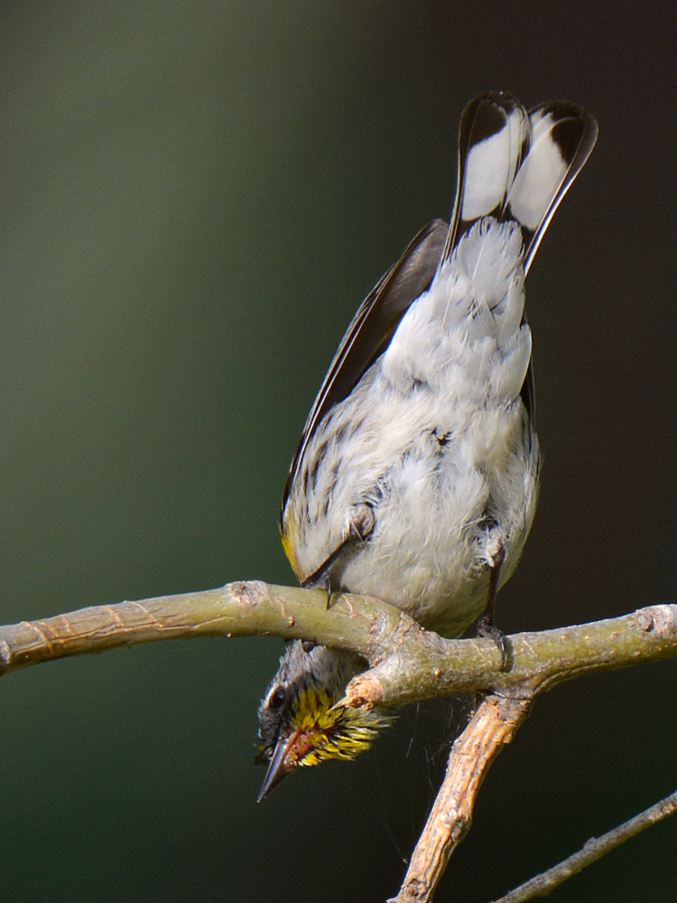 Sparrow5.jpg