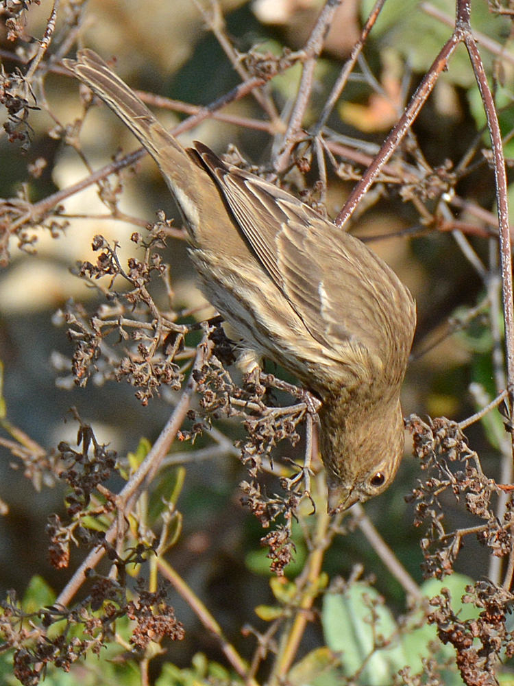 Sparrow5.jpg