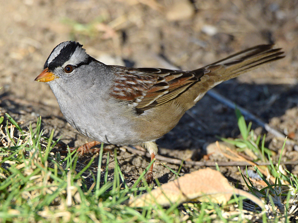 Sparrow5.jpg