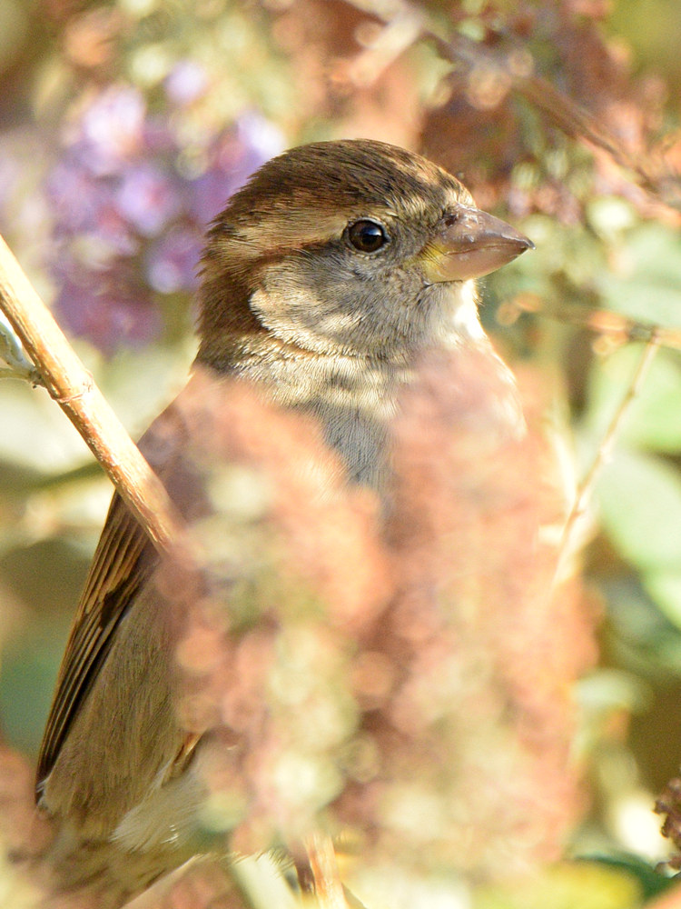 Sparrow5.jpg