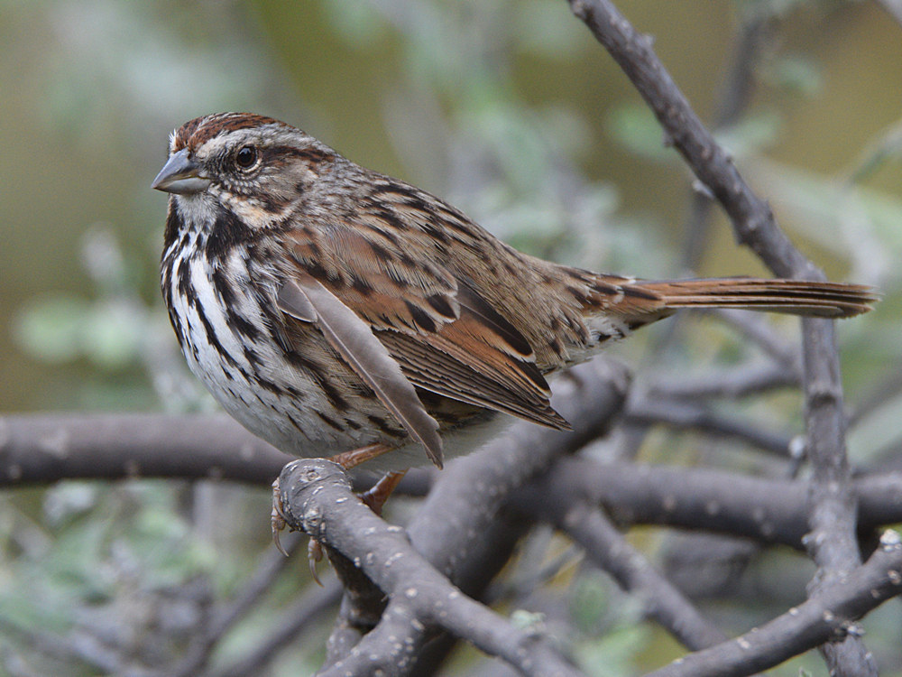 Sparrow5.jpg