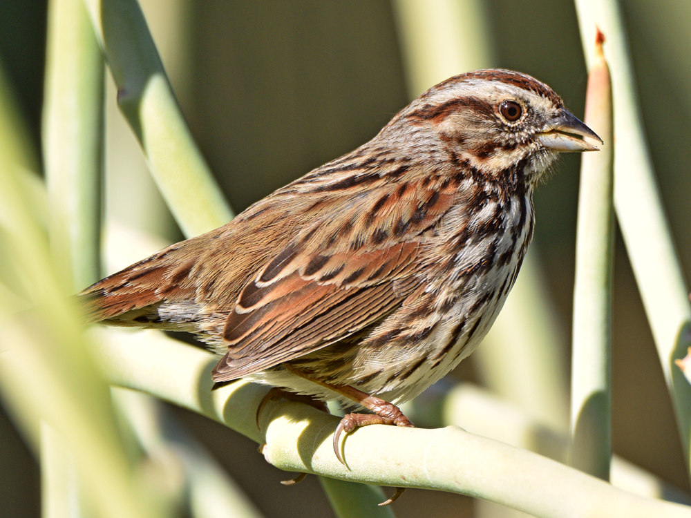 Sparrow5.jpg