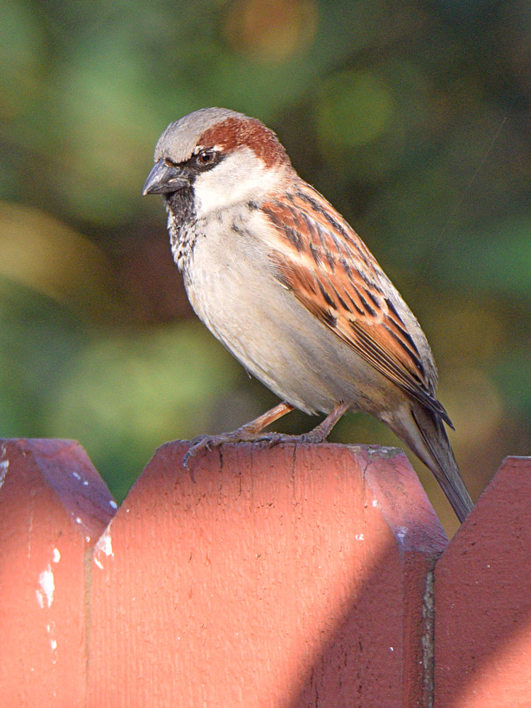 Sparrow5.jpg