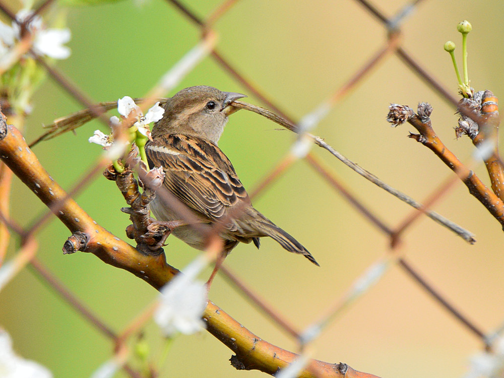 Sparrow5.jpg