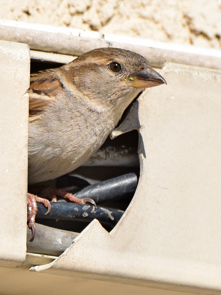 Sparrow5.jpg