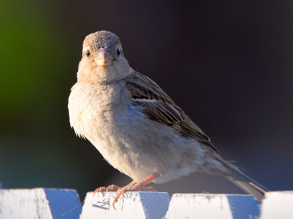 Sparrow5.jpg