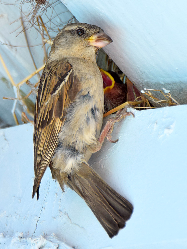 Sparrow5.jpg