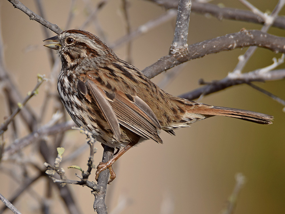 Sparrow5.jpg