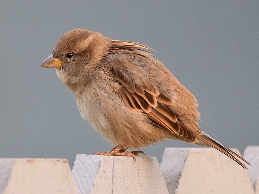 Sparrow5.jpg