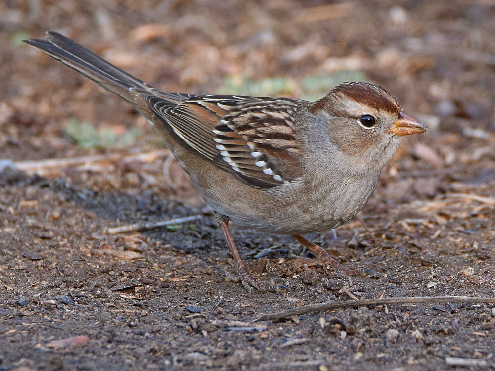 Sparrow5.jpg