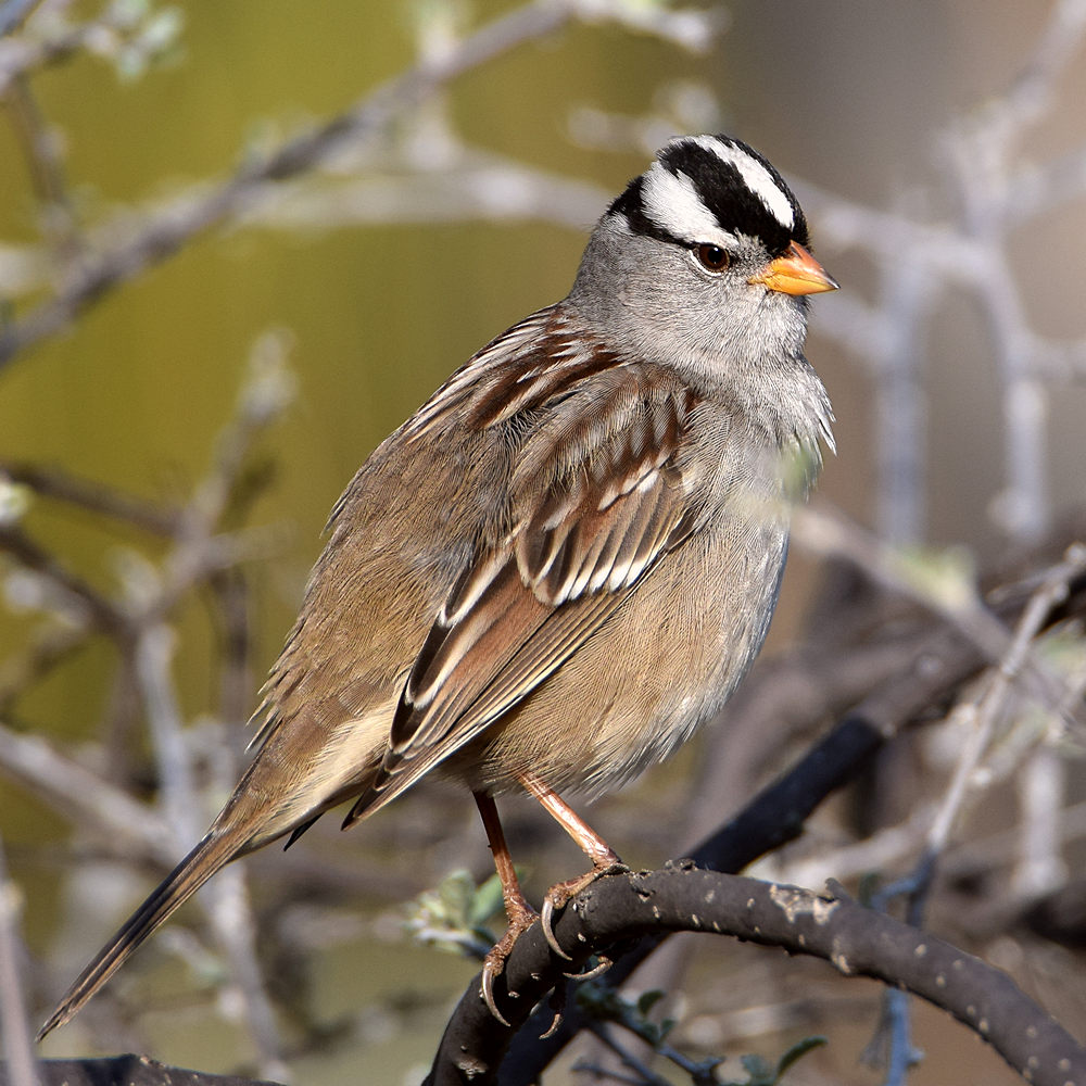 Sparrow5.jpg