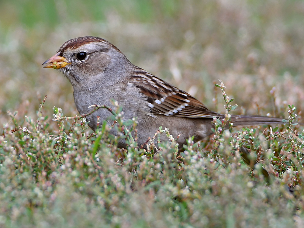 Sparrow5.jpg