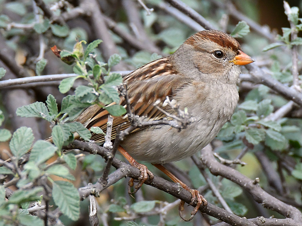 Sparrow5.jpg