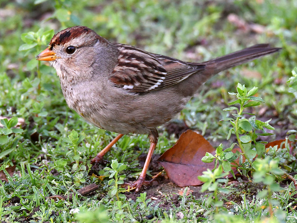 Sparrow5.jpg