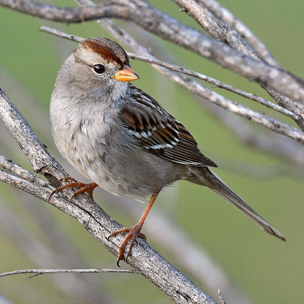 Sparrow5.jpg