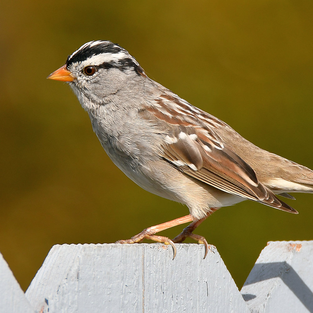 Sparrow5.jpg